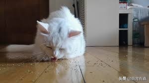 猫猫误食药怎么处理,猫猫异食癖的原因
