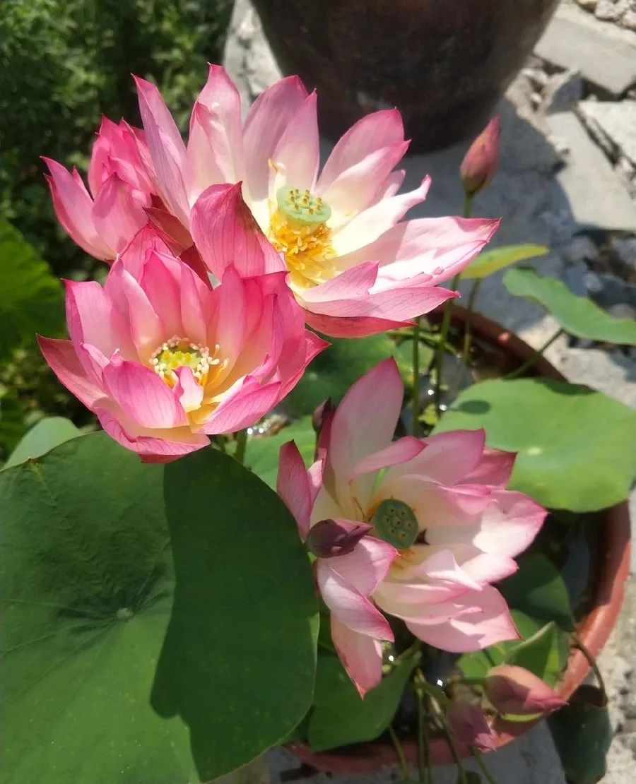 碗莲种子快速出芽的方法,碗莲种子可以用透明容器泡发吗