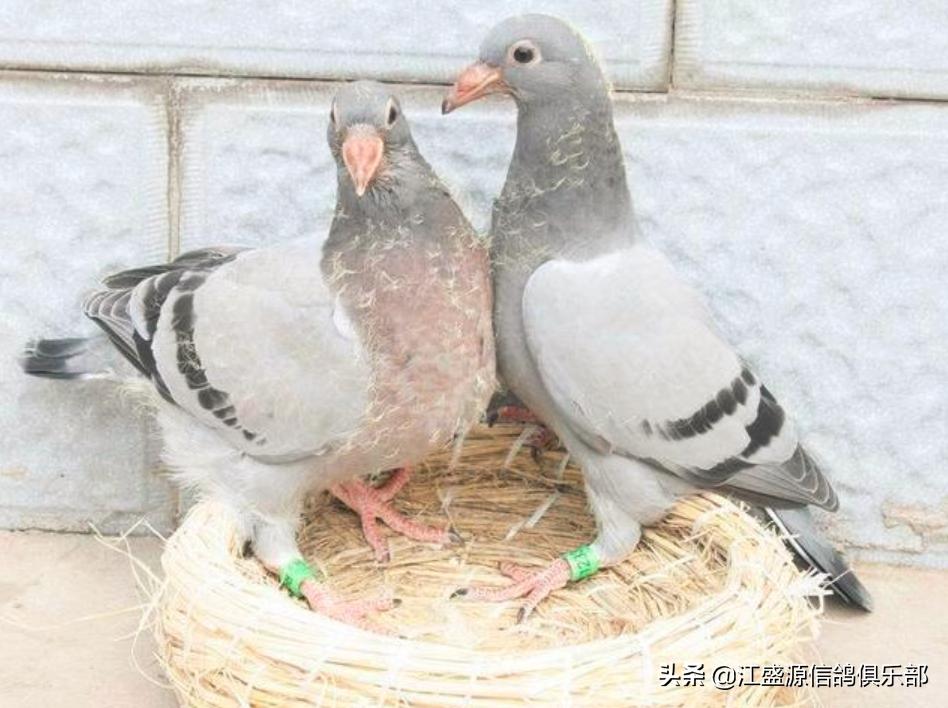 新手养鸽技巧视频教程,老手养鸽子