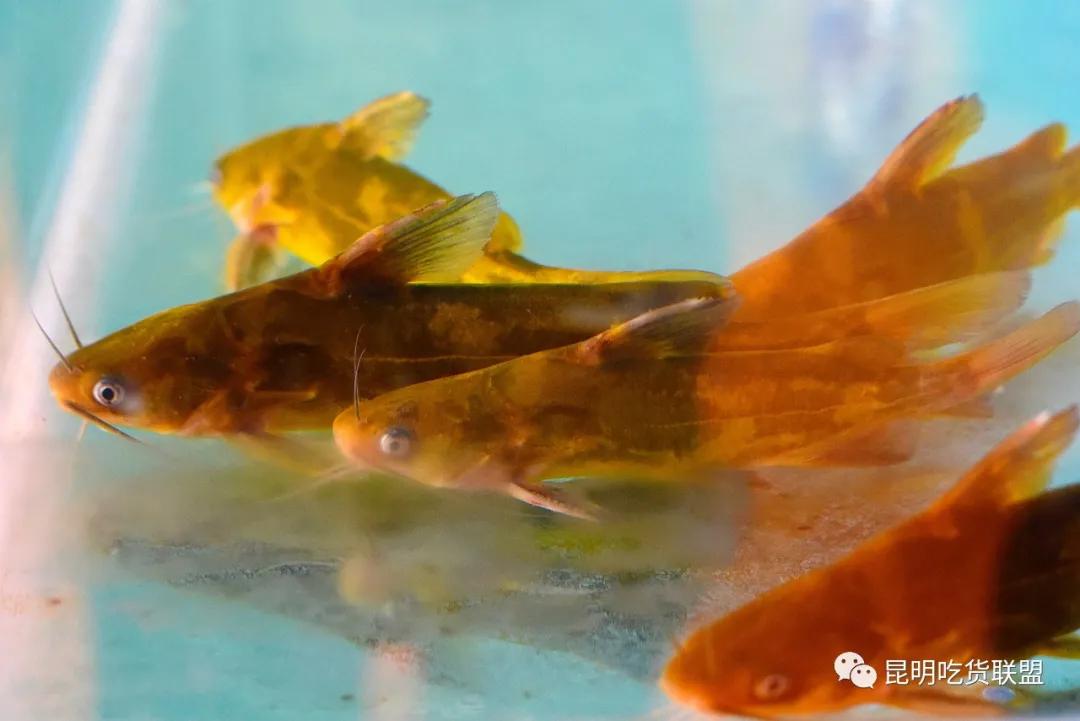 昆明藏在巷子里的酸汤火锅,昆明酸汤火锅