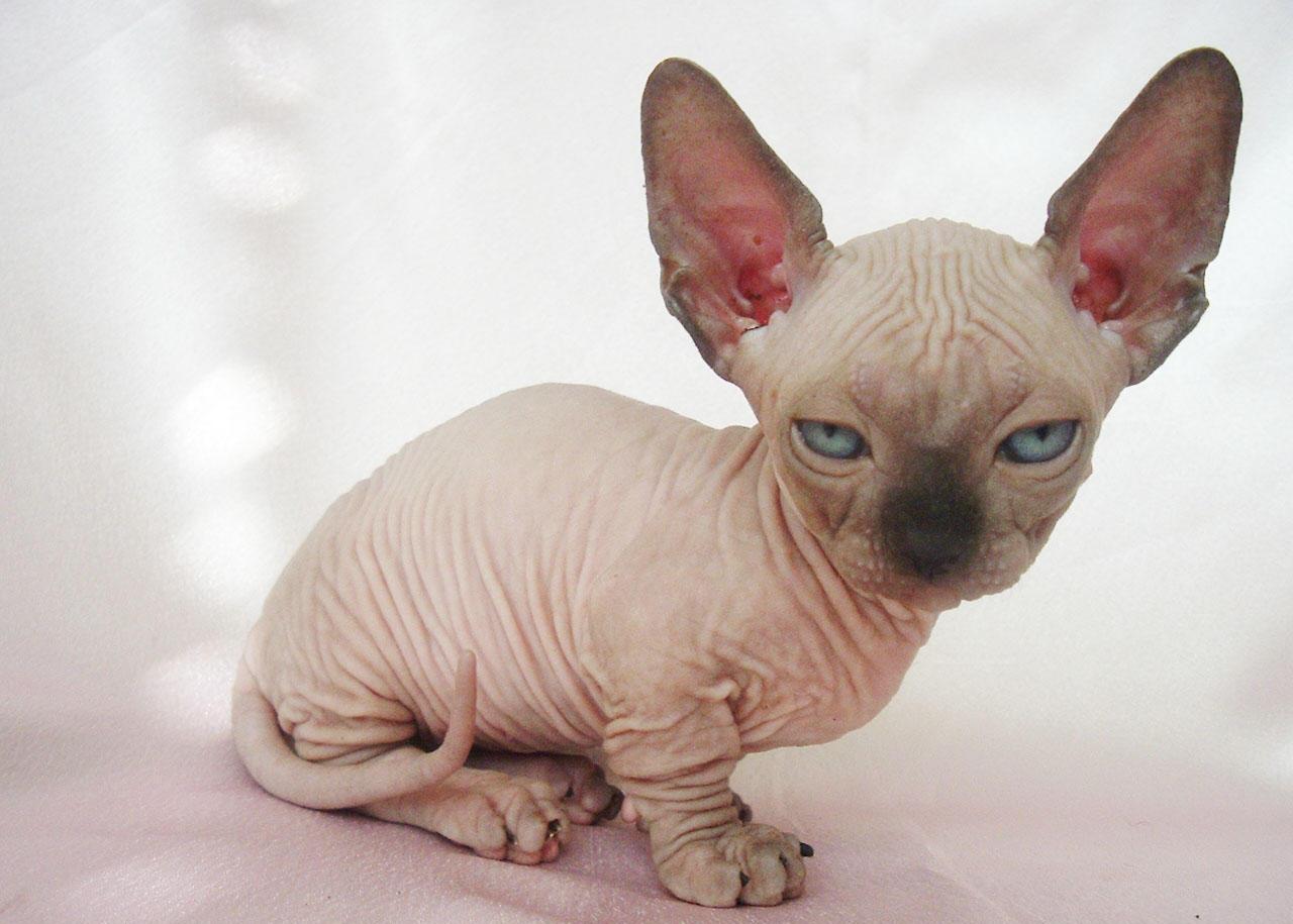 斯芬克斯无毛猫真实来历,全网最好看的斯芬克斯无毛猫