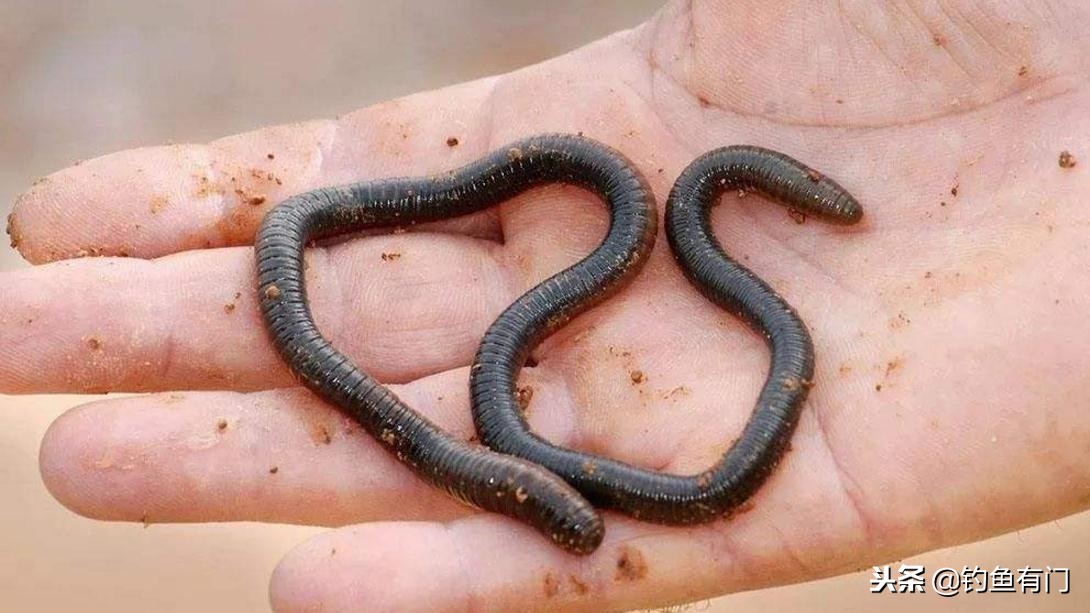 肥水塘冬天用蚯蚓还是红虫好,冬天钓鲫鱼是红虫好还是蚯蚓好