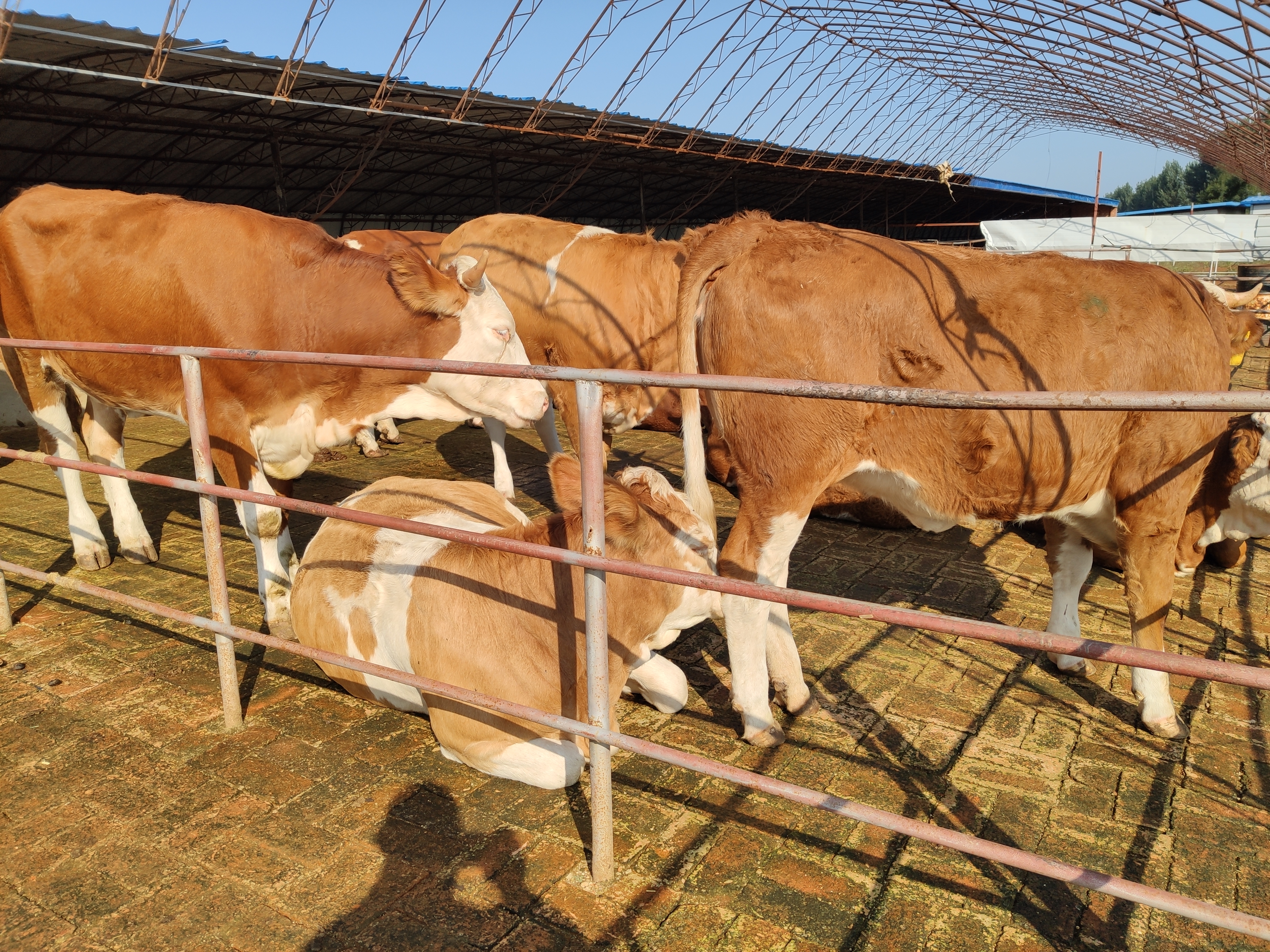 现在农村养牛前景怎样,现在养牛的发展现状是什么