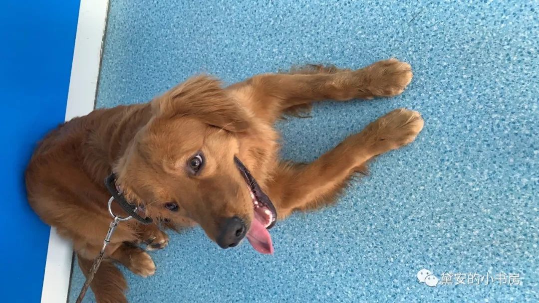 大金毛吞了一块抹布七天不吃东西,金毛吞了一个塑料球