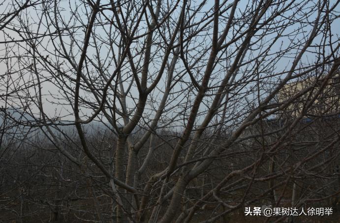 大樱桃枝叶过密怎么处理,大樱桃整形修剪中存在的问题