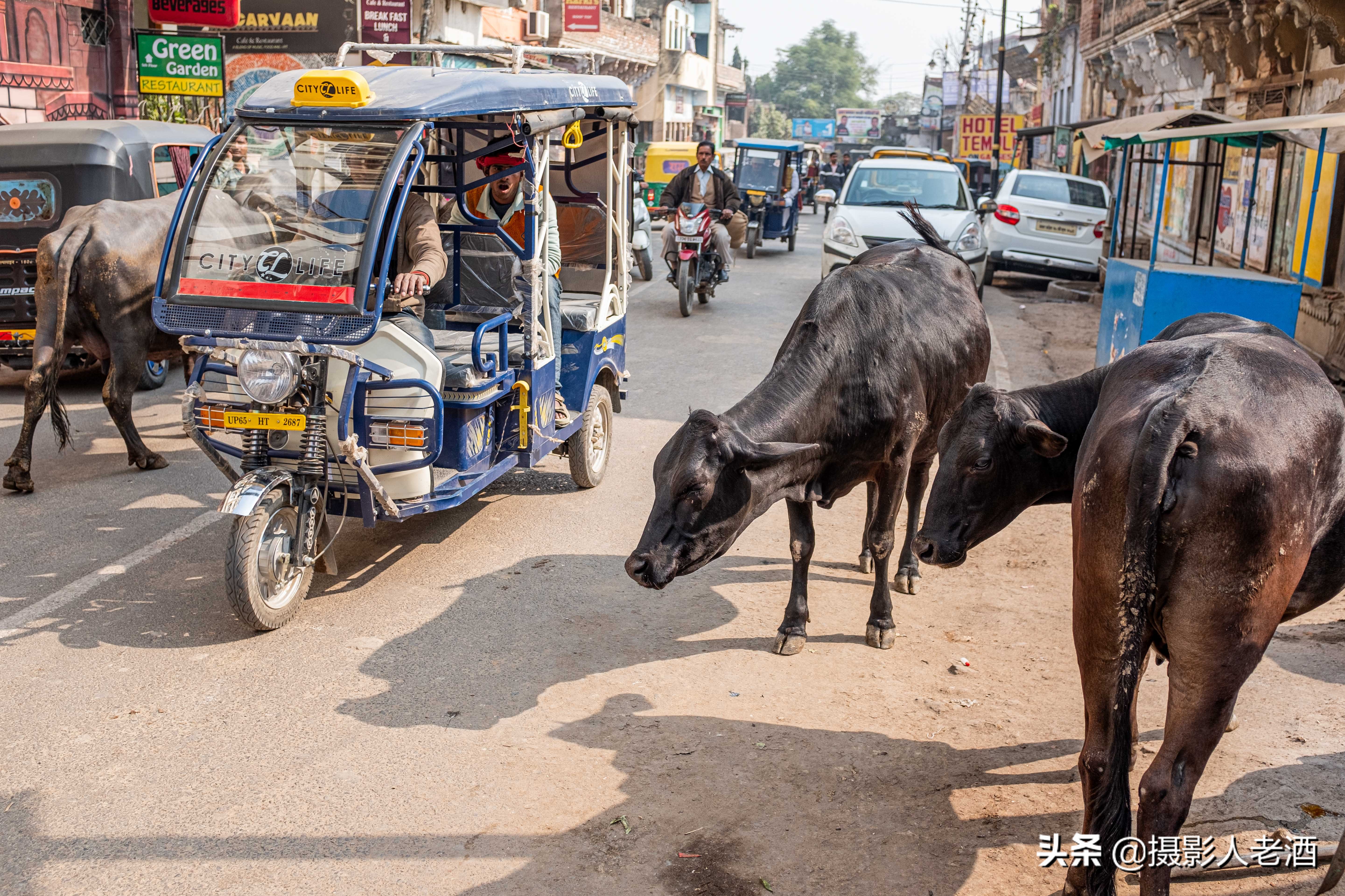 印度的印度教人吃牛肉吗,印度教不吃牛肉的原因
