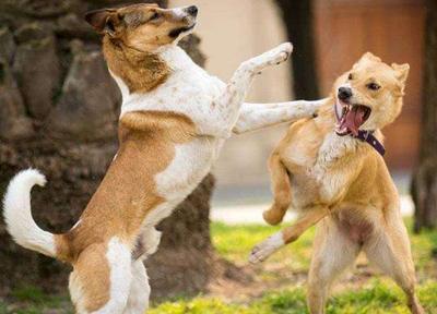 狗狗受伤后不排便,狗狗受伤了怎么办