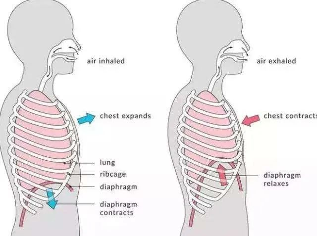 肋骨外翻且胸部突出,肋骨外翻导致胸突出