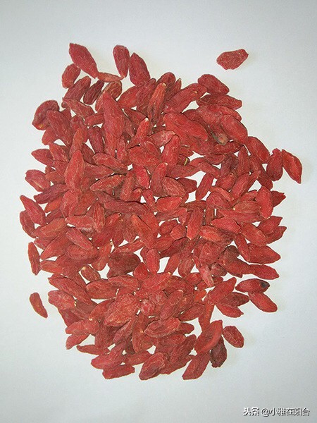 好养能结果的小盆栽,适合从种子开始养的盆栽