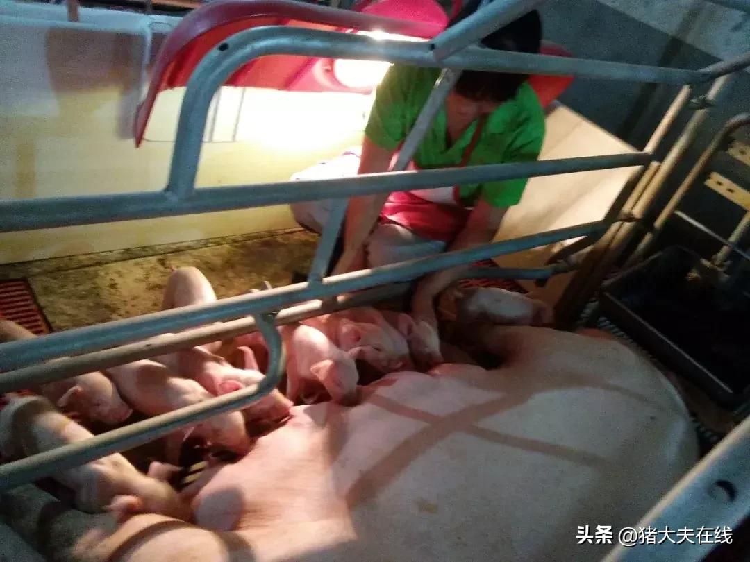 断奶仔猪拉白痢用什么药,断奶小猪白痢怎么治