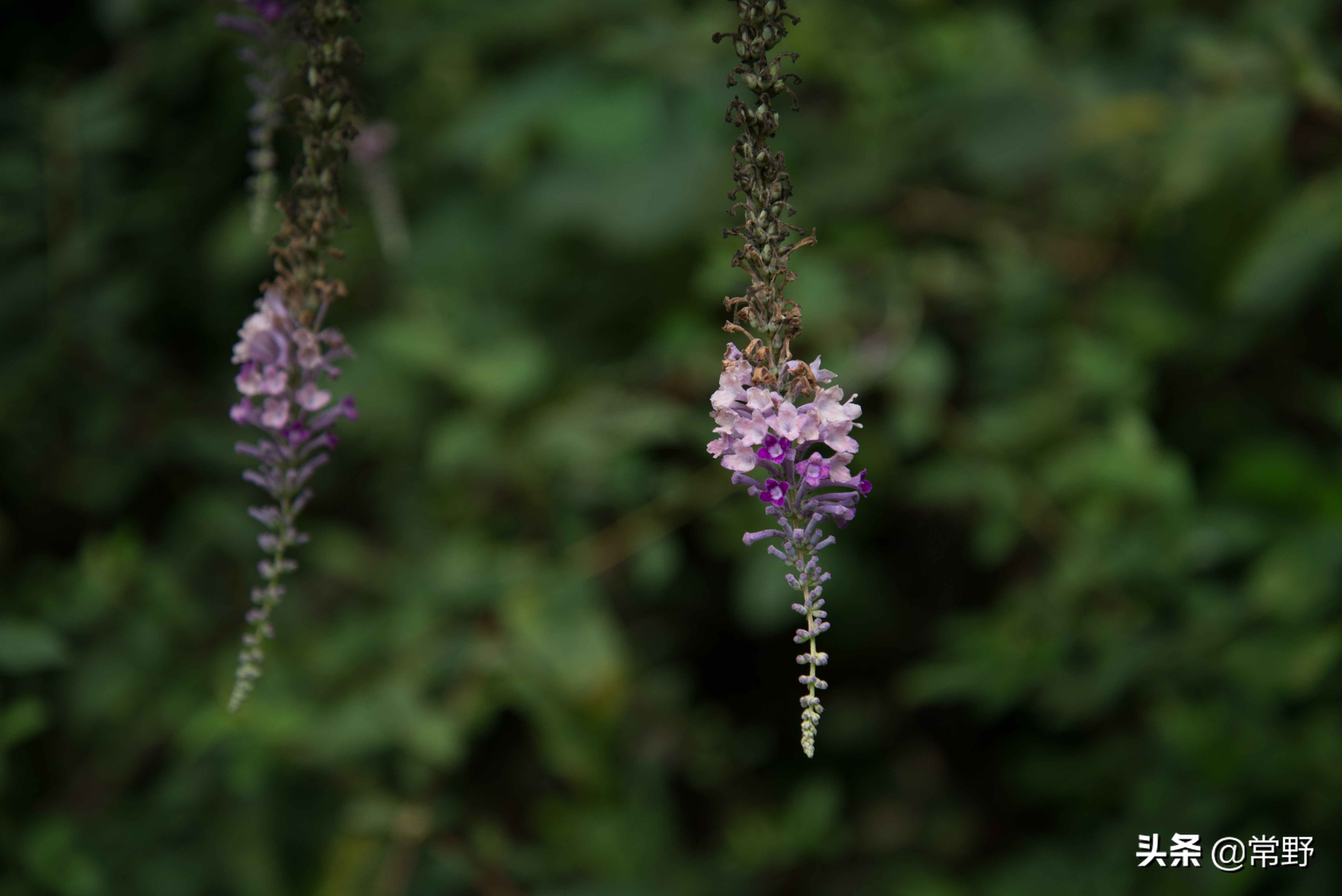 长沙谷山为什么叫谷山,长沙郊野公园