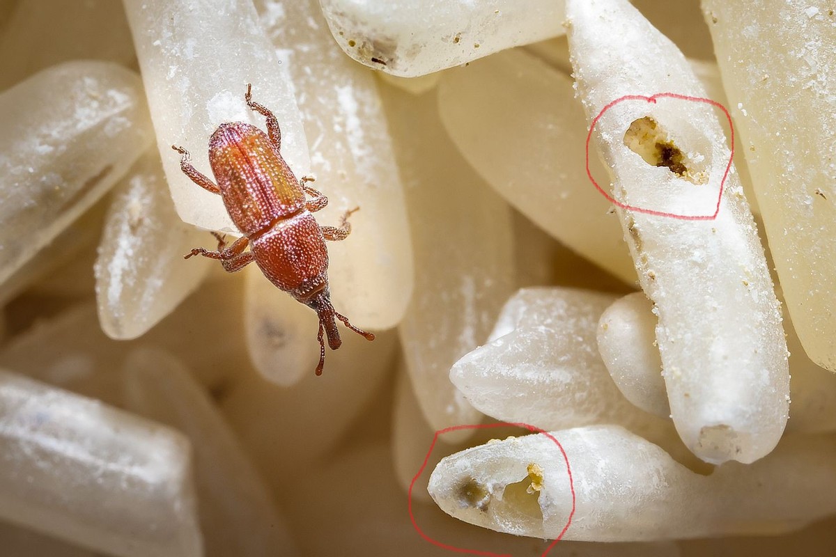 大米防止生虫密封用塑料袋可以吗,密封大米为什么还生虫蚂蚁庄园