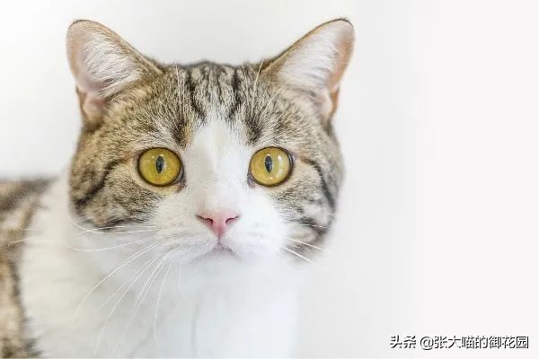 辟谣猫有弓形虫,猫咪会不会来月经