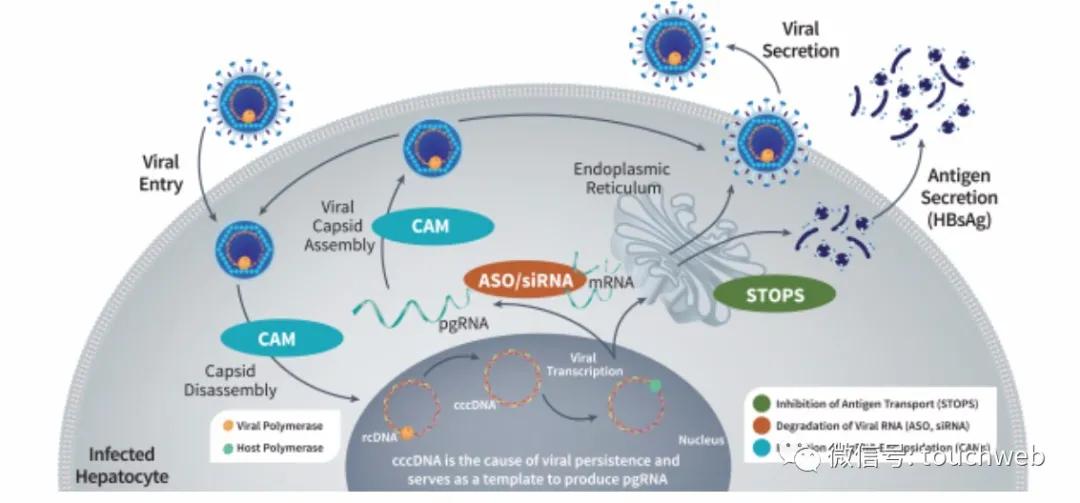 治乙肝的Aligos冲刺美股：拟募资上亿美元路演PPT曝光