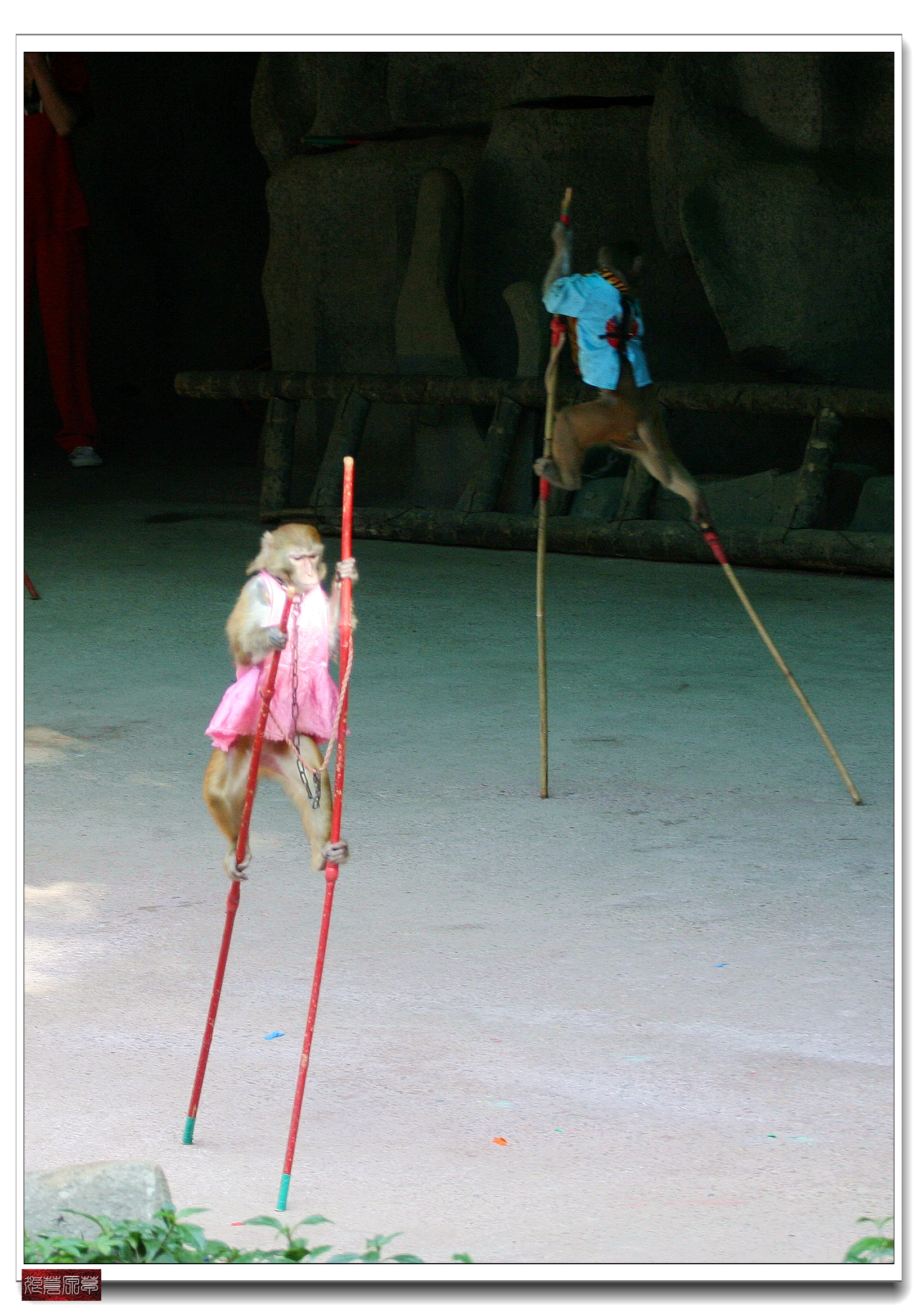 南湾猴岛猕猴王国,猕猴乐园南湾猴岛