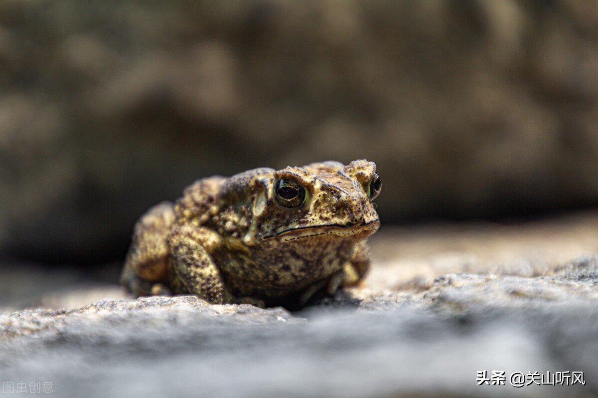 农村老话“端午晒蛤蟆，再热也不怕”啥意思？端午为何要晒蛤蟆？