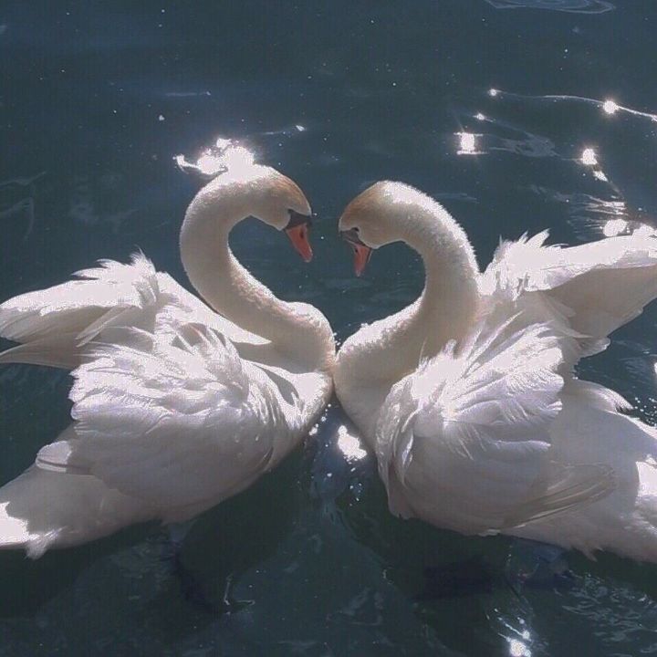 有趣的锁骨千篇一律,好看有趣的锁骨