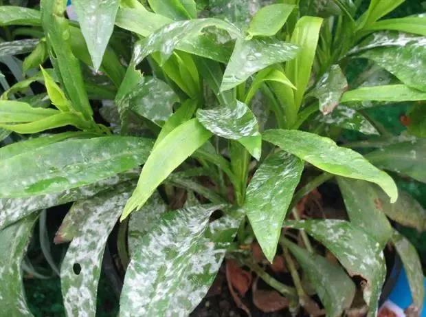 室内养花为什么枯萎,盆栽植物有白粉病怎么办