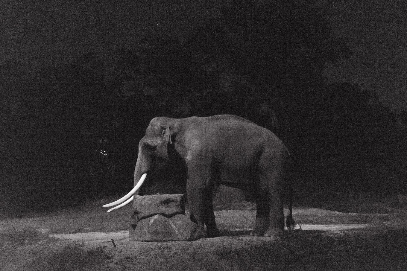 中国蝙蝠动物园,中国有蝙蝠的动物园