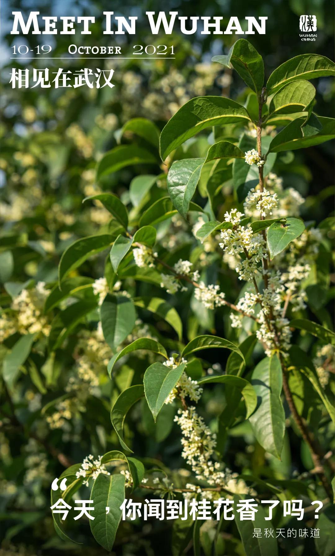 武汉的桂花，香了「美文|科普|导游」