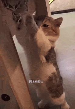 搞笑动图gif兔子,搞笑动图gif猫咪