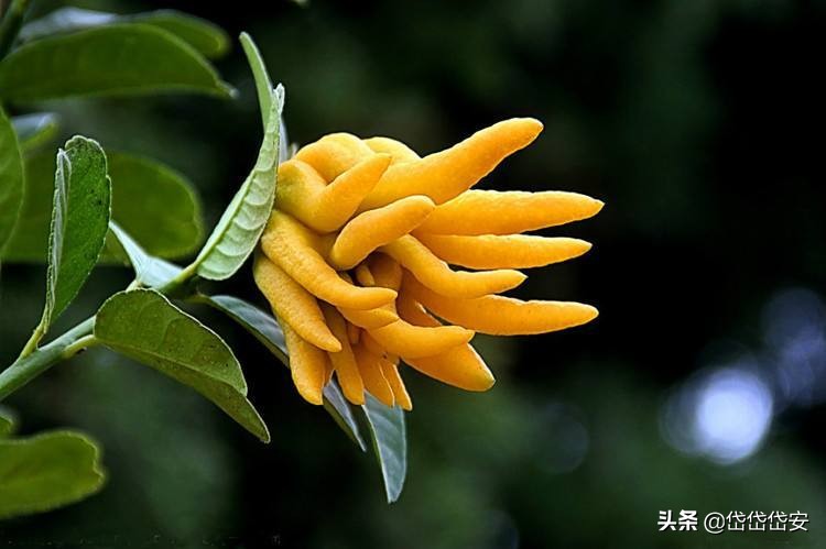 红楼梦的奢华与悲剧 (红楼梦是一部辛酸史)