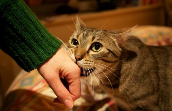 刚到家的小猫咪挠东西怎么办啊,新到家猫咪抓挠床怎么办