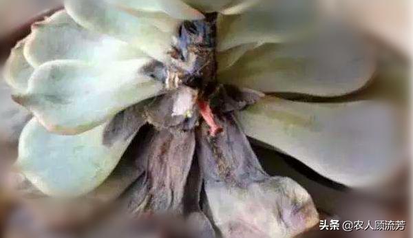 多肉玉蝶叶片有黑斑怎么办,玉蝶多肉叶片霉烂是怎么回事