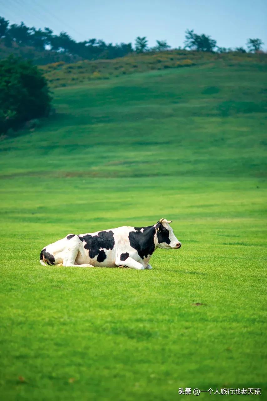 北方这座海滨老城，樱花不输日本，浪漫更胜巴黎
