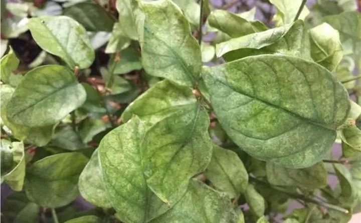 养花的虫害分类及防治,养花如何预防虫害视频教程