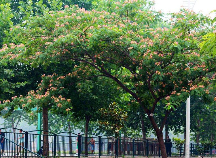 落叶果树种植方法,落叶树种植