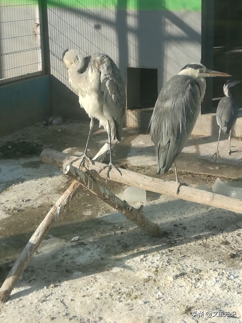 山东德州动植物园旅游区,德州市动植物园视频