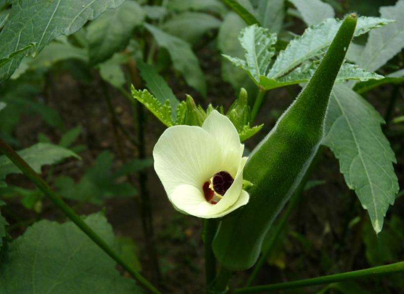 秋葵诗句经典名句,秋葵古诗