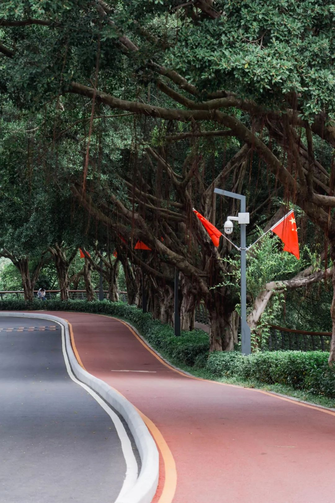 又发现深圳一个“绝美打卡地”!“淘金”绿道,人少免费