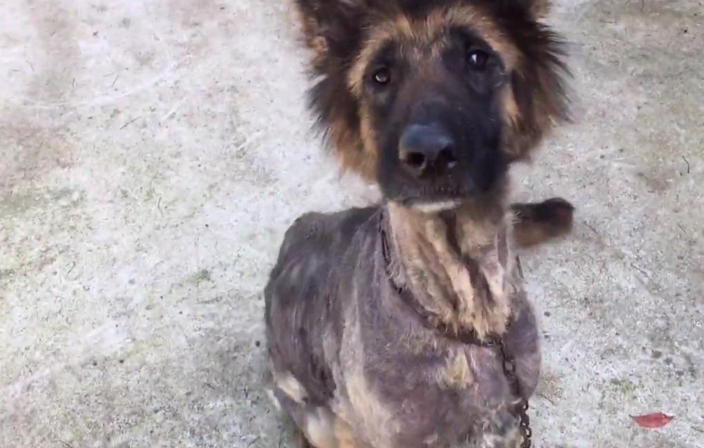 骨瘦如柴的流浪狗马犬,骨瘦如柴的流浪柯基