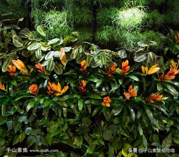 室内阳台种植物招财又旺宅,室内风水招财植物及图片