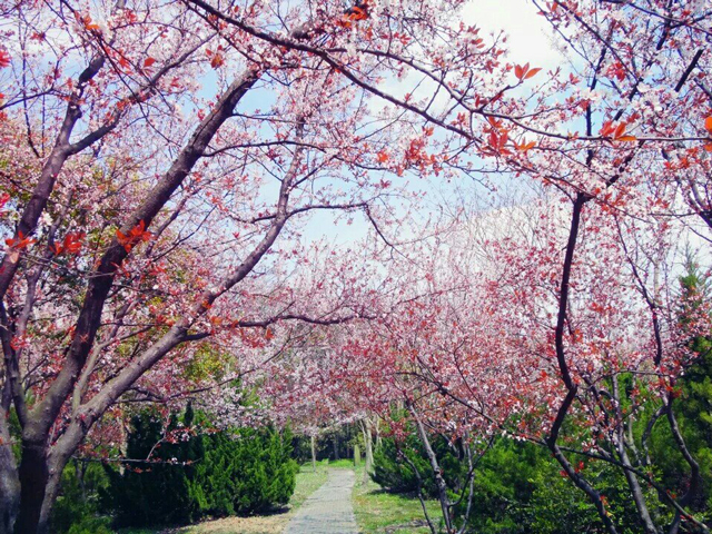 2022上海春节活动汇总,上海旅游文化节