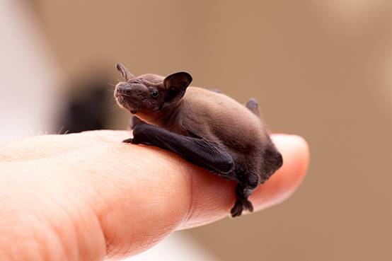 如何避免成为千篇一律的网红脸,怎么样打造网红脸