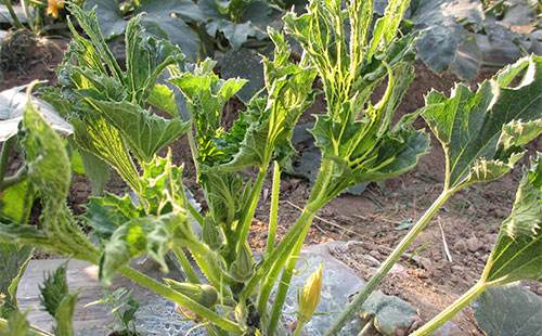 西葫芦病毒病的症状及其防治方法,西葫芦病毒病怎么防治视频