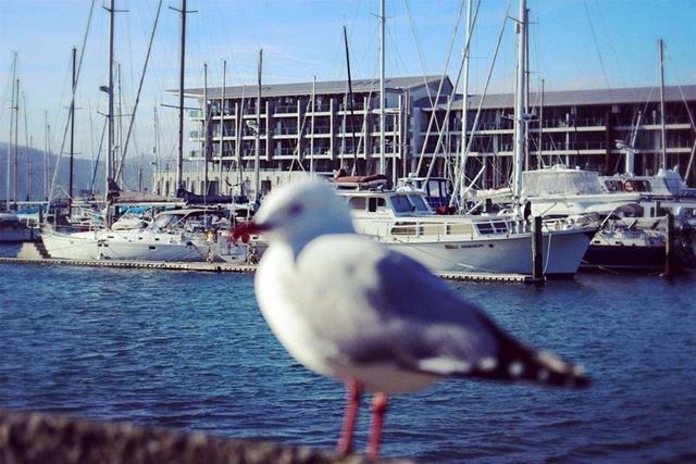 各国披萨价格,新西兰披萨最便宜多少钱