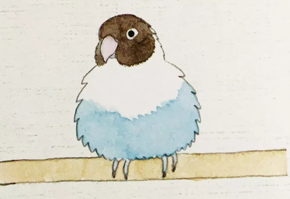 鹦鹉最害怕的四件事,鹦鹉看不见了是什么表现