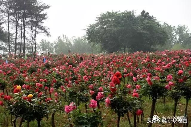 「花师傅开课啦」爱花人必知！南京*瑰园玫**为你科普百种玫瑰