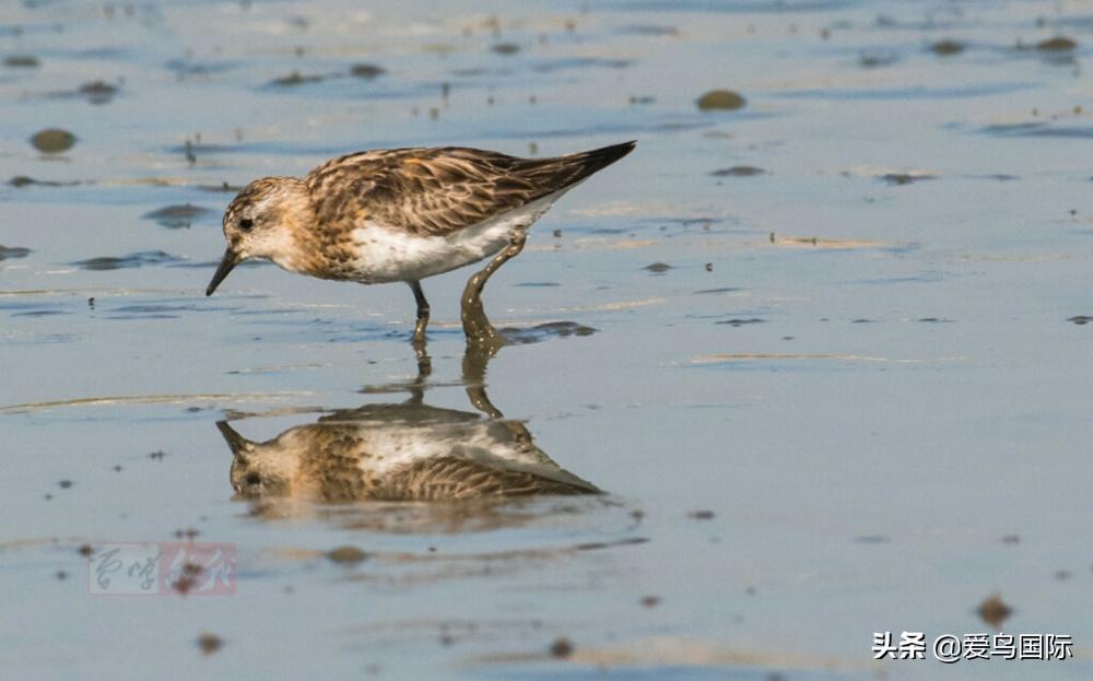 来认识一下滨鹬属的小伙伴们