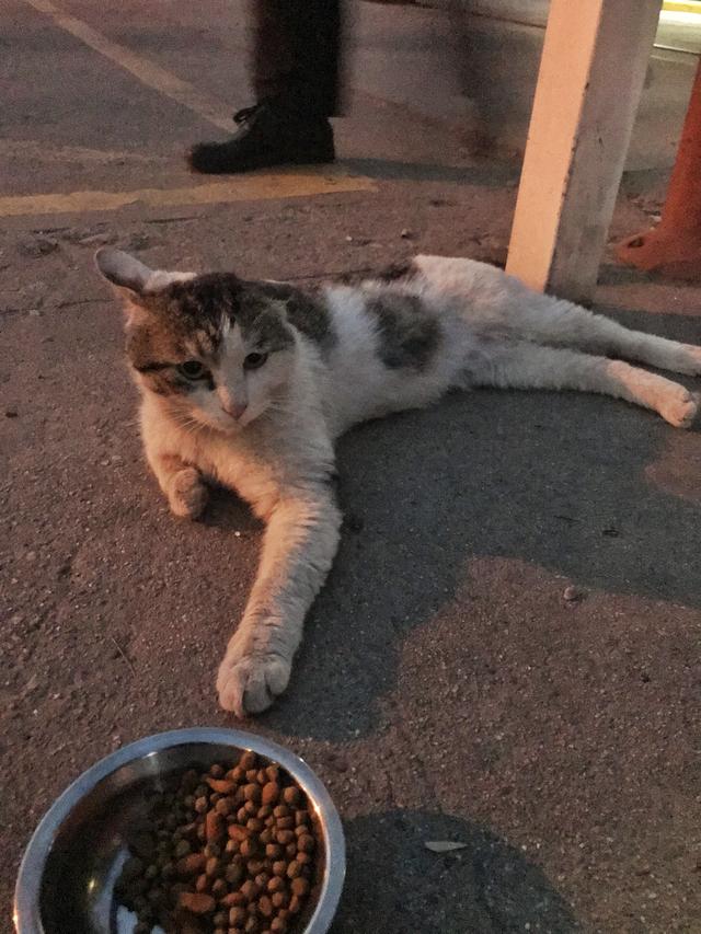吸猫的科学依据来了,教你如何获得一只猫