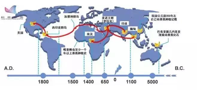 2021年在缅甸种植香蕉有危险吗,香蕉种植有霜冻怎么办