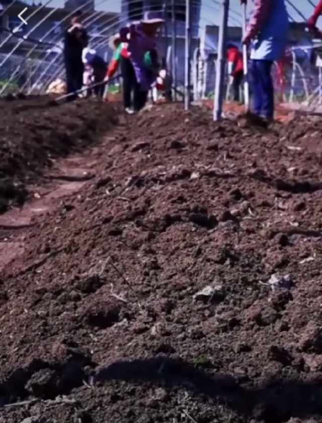 村民靠种植赤松茸致富,农村大姐种植16亩地赚钱吗