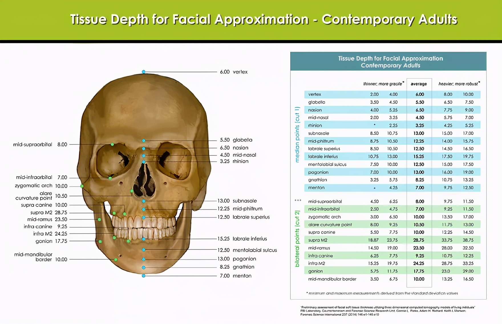 法医根据头骨还原死者,颅骨还原画像原理