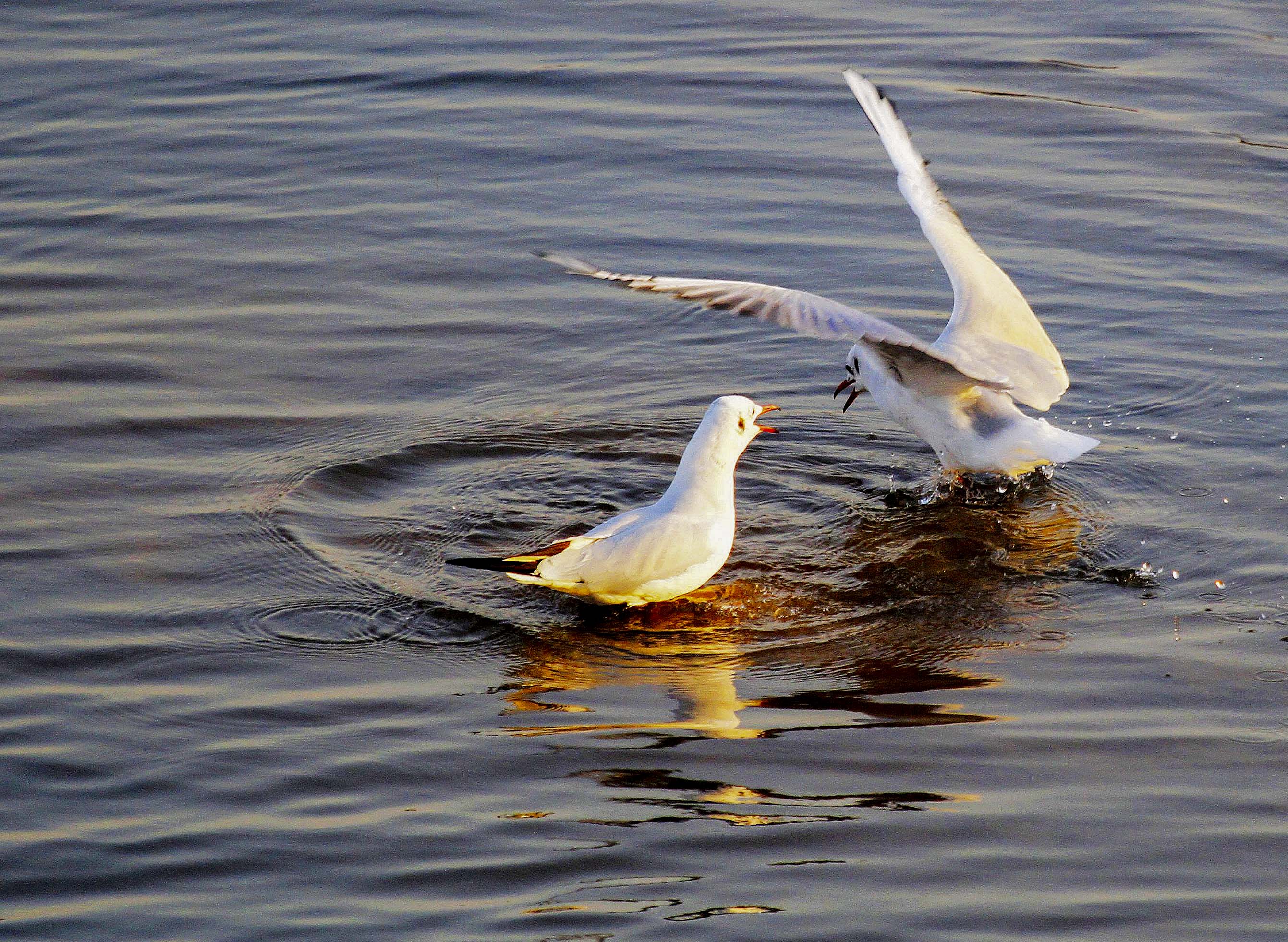 大海蔚蓝簇拥着的贡口村,灵动着纯美,播养海参和剥扇贝别具风情