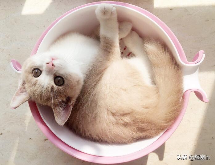 猫咪天冷不睡猫窝,猫咪不睡自己窝怎么办