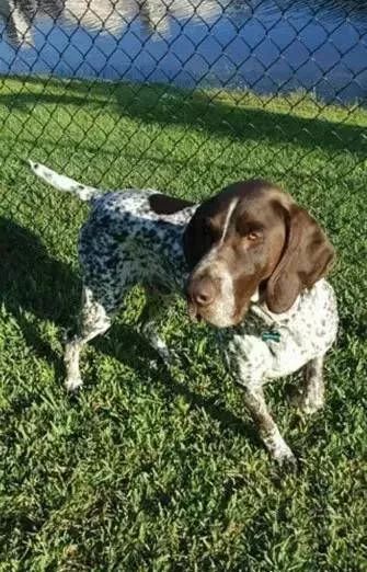 缉毒犬会染上毒瘾吗知乎文章,缉毒犬染上毒瘾怎么办